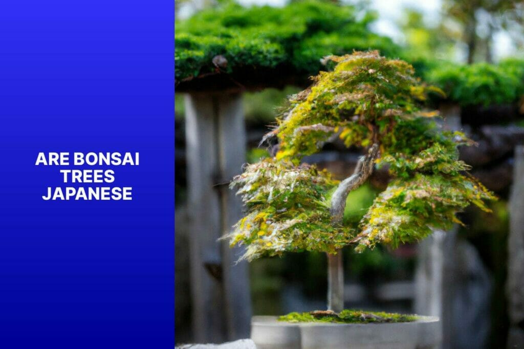 Origin, Bonsai trees