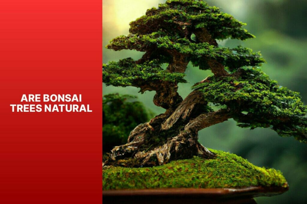 Bonsai trees: natural or not?