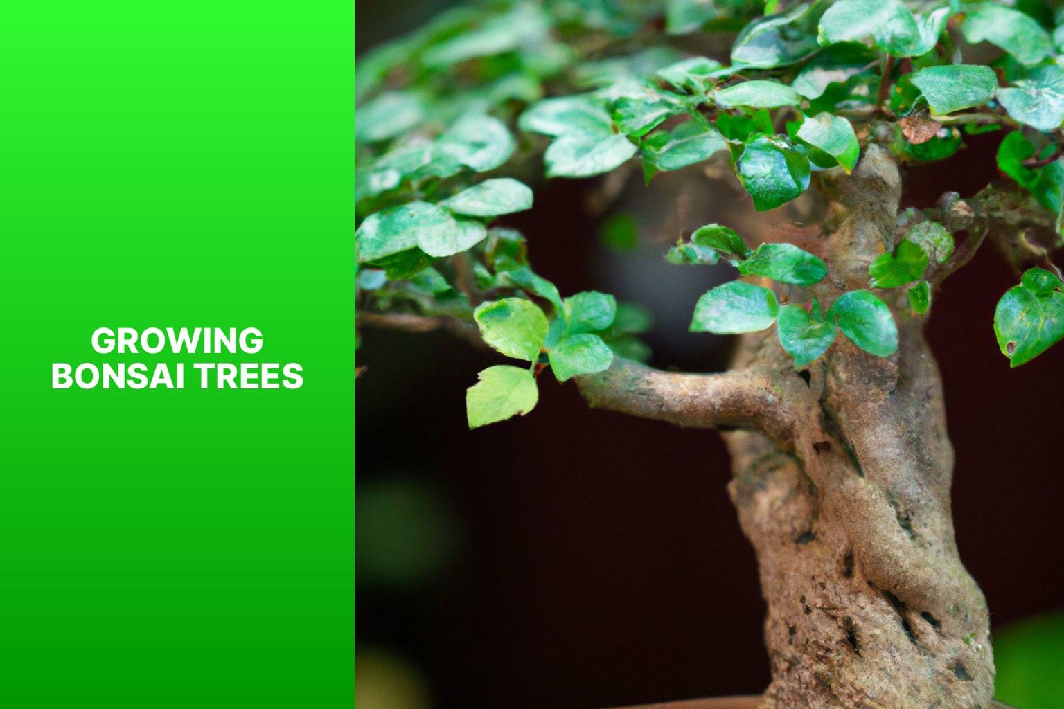 Growing Bonsai Trees - bonsai tree how to grow 