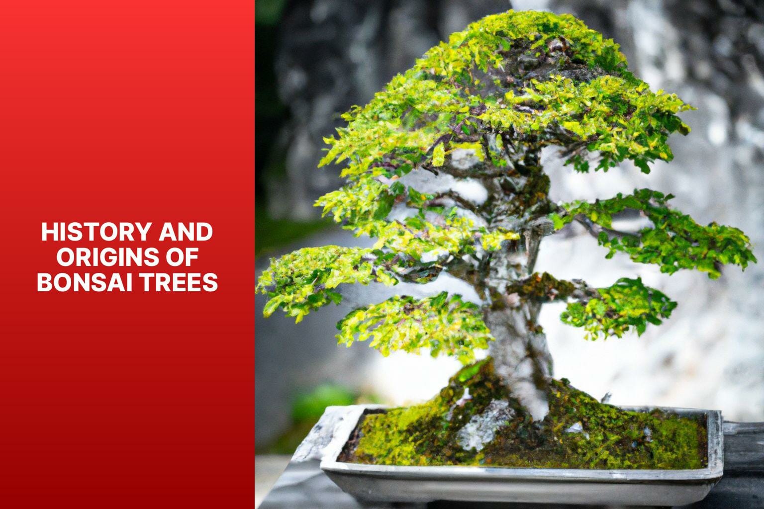 History and Origins of Bonsai Trees - bonsai tree origin 