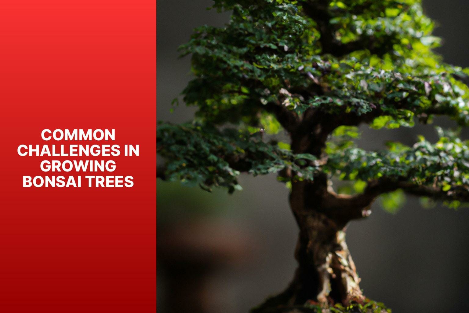 Common Challenges in Growing Bonsai Trees - can bonsai trees grow big 