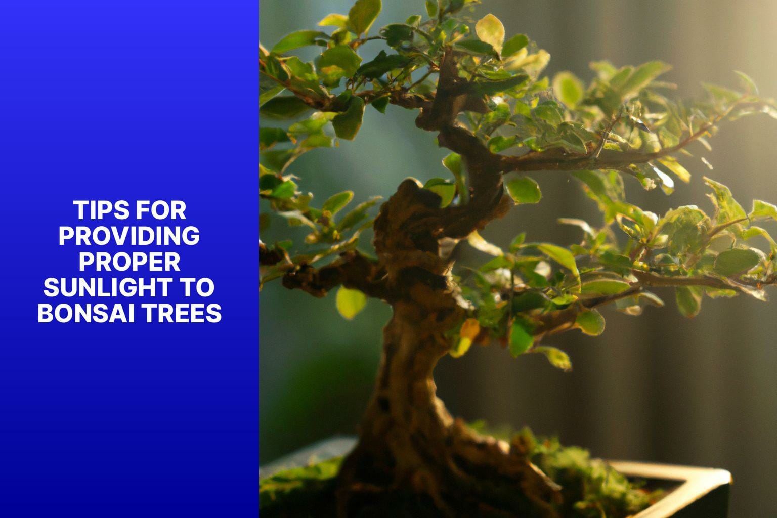 Tips for Providing Proper Sunlight to Bonsai Trees - do bonsai trees need direct sunlight 