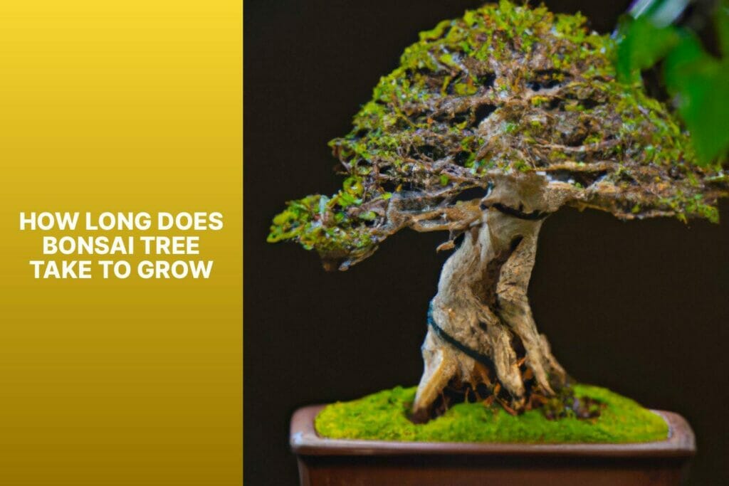 Bonsai tree growth duration.