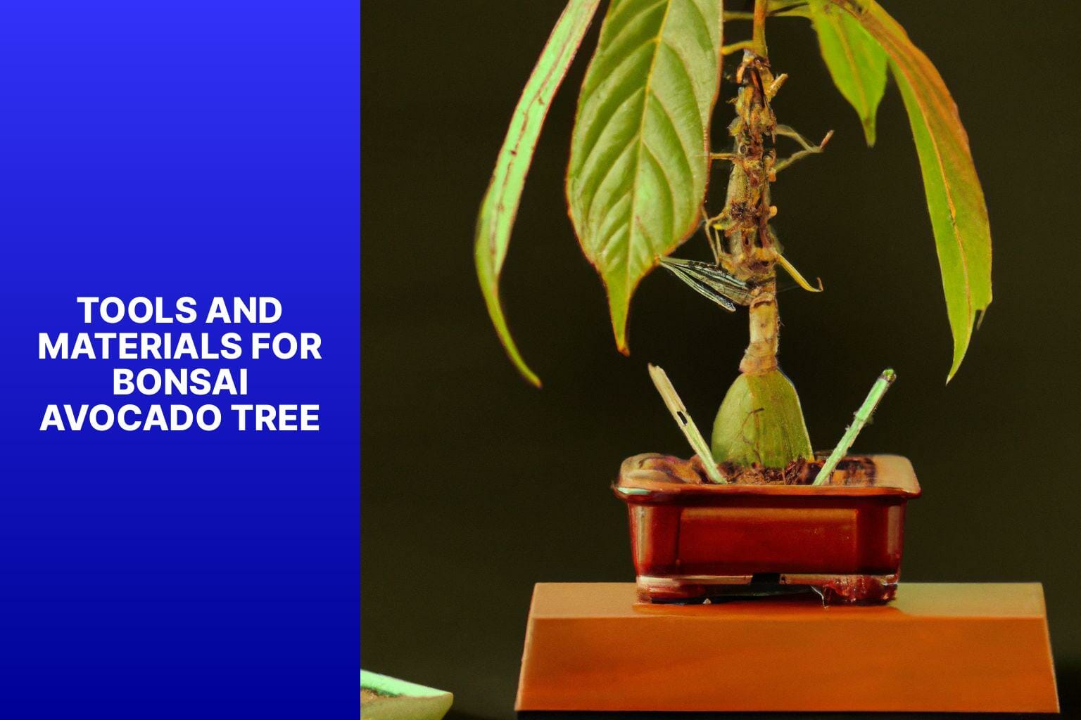 Tools and Materials for Bonsai Avocado Tree - how to bonsai avocado tree 