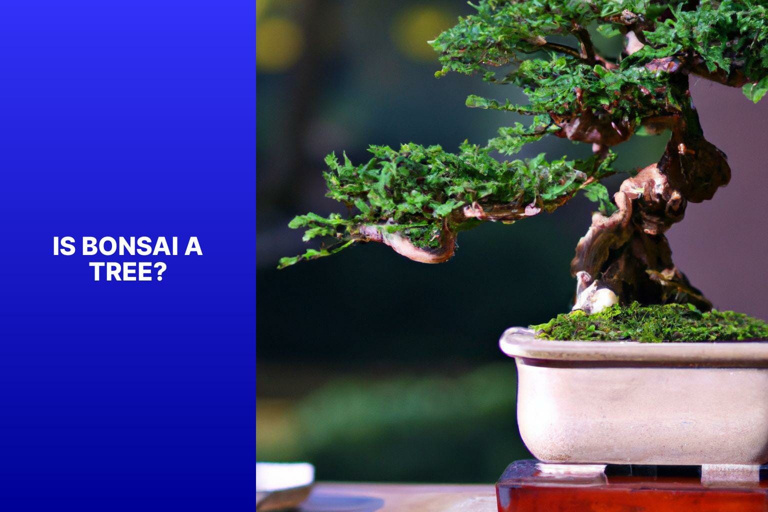 Is Bonsai a Tree? - is bonsai a tree 