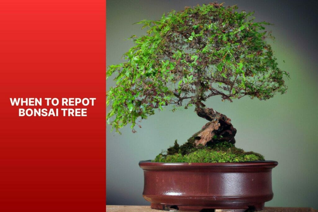 Bonsai Tree Repotting Times