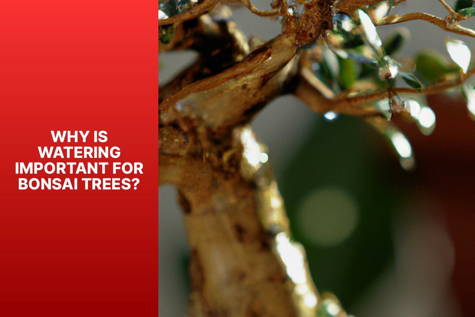 Why is Watering Important for Bonsai Trees? - when to water bonsai tree 