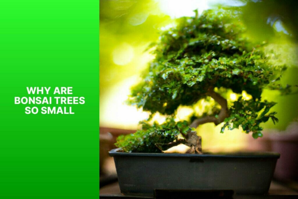 Why prioritize miniature growth in bonsai trees?